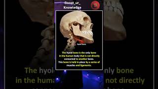 Hyoid Bone Fact [upl. by Arual143]