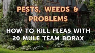 How to Kill Fleas With 20 Mule Team Borax [upl. by Arrekahs775]