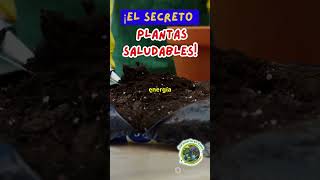 ¡El secreto plantas saludables [upl. by Lockhart149]