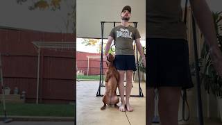 Smart Vizsla Does Obedience ​vizslabrandi [upl. by Pradeep]