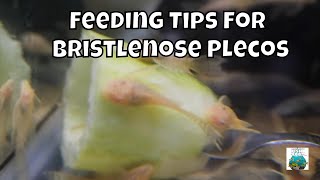 How to Feed Bristlenose Plecos [upl. by Notserc113]