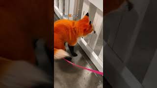 Dog is dyed to look like a fox using pet safe dye [upl. by Muryh]