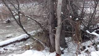 Entiat River Ice Flow Dec 16 [upl. by Mcloughlin389]