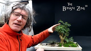 My Kubu Island Ming Aralia Penjing The Bonsai Zone Dec 2023 [upl. by Coppock]