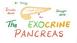 The Exocrine Pancreas Enzymes [upl. by Kcinemod]