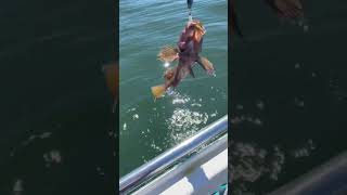 Catching ROCKFISH in Fort Bragg California viral ocean oceanfishing rockfishing fish shorts [upl. by Merci347]