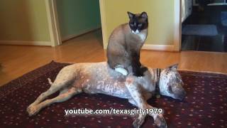 Cat Sits on Dog pit bull Sharky Funny Bossy Kitty HelensPetscom [upl. by Newol]