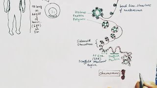 DNA supercoiling  Hindi   Histone octamer  Nucleosome  How DNA make chromosomes [upl. by Kannan]