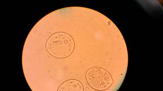 Microscopic Protists and Fungi for 2013 biology graduate course at SOU [upl. by Ewan]