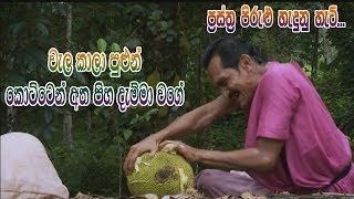 Prastha Pirulu Janakatha  වැල කාලා පුළුන් කොට්ටෙන් අත පිහ දැම්මා වගේ [upl. by Yrroc]