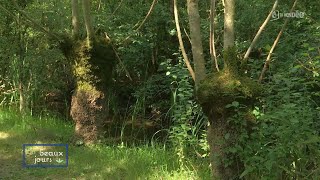 Le frêne tétard marais poitevin [upl. by Llennol457]