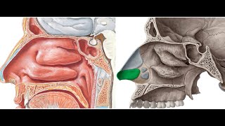 Lateral Wall of Nose [upl. by Aloeda]