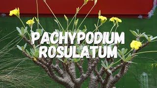 Pachypodium Rosulatum Um Guia Desta Planta [upl. by Eicnarf]