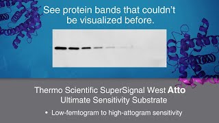 Thermo Scientific SuperSignal West Atto Ultimate Sensitivity Substrate  signal like never before [upl. by Adelaja]