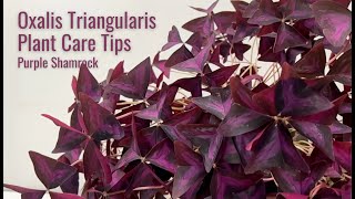 Oxalis Triangularis Care Tips  How to Grow a Lush Purple Shamrock [upl. by Jerrilee453]