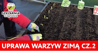 Uprawa warzyw zimą w szklarni cz 2  które warzywa można uprawiać i w jakiej ziemi [upl. by Jac]