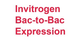 Review 2 Invitrogen BactoBac expression system [upl. by Rosette123]