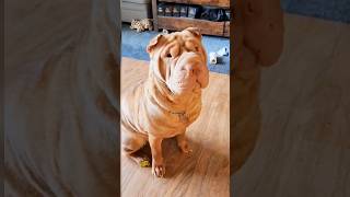 Shar pei  The story behind their wrinkled skin [upl. by Dazraf]