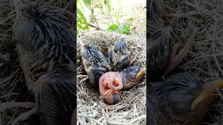 Natures Tiniest Hatchling Meet the Mini Bird shortsfeed ytshortsvideo [upl. by Giardap]