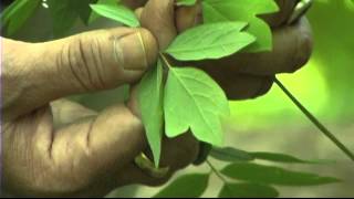 Southern Appalachian Herbs with Patricia Kyritsi Howell  Blue Cohosh Bain Berry and Trillium [upl. by Sadoff]