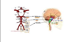 USMLE Video 204 Somatosensory Homunculus Cerebral Vascular Anatomy and Brainstem Stroke Syndromes [upl. by Ybreh]