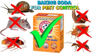 How to Use Baking Soda for Effective Pest Control at Home Ultimate Guide  Easy recipes [upl. by Carl511]