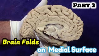 NeuroAnatomy  Brain Folds  Sulci and Gyri on Medial Surface of the BrainAnatomy Dissection Part 2 [upl. by Blus]