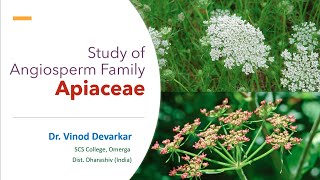 Study of Family Apiaceae by Dr V D Devarkar [upl. by Yelrehs672]