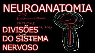 Aula Introdução à Neuroanatomia  Divisões do Sistema Nervoso  Neuroanatomia Humana 1 [upl. by Ttoile]