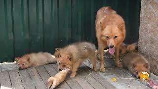 Щенки карелофинской лайки в июле 2024  Puppies of Finnish Spitz in July 2024 [upl. by Akeme420]