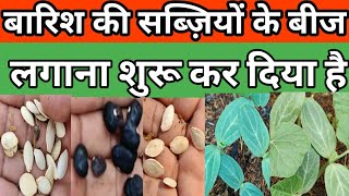 बारिश🌧️की सब्जियों🥬🍆के बीज लगाना शुरू कर दिया है।Rainy Season Vegetable Seeds Growing🥒ResultsampTips [upl. by Devad]