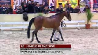 Uraeus BlancHDC  Salon Etalons Saint Lô  Février 2018 [upl. by Revlis]