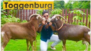 Swiss Toggenburg Goats at Exotic Goat Farm Padgha [upl. by Teri37]