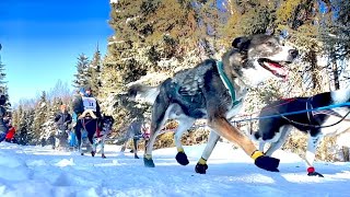 Iditarod 2023 Ceremonial Start [upl. by End]