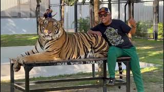 Big tiger at Bangkok [upl. by Melquist]