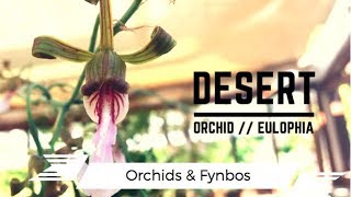 The Desert Orchid Learn about Eulophia Petersii [upl. by Drhcir]