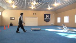 Sam Dalmatian Boot Camp Dog Training [upl. by Tomasina]