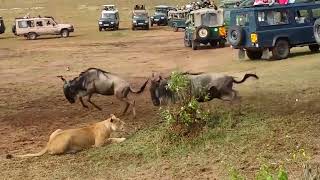 Ozzy Man Reviews Indecisive Lioness Hunting [upl. by Laehctim187]