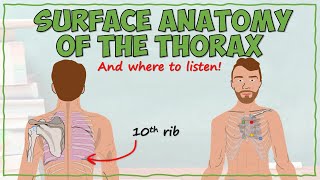 Surface Anatomy of the Thorax [upl. by Ybbob120]