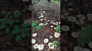 Грибные полянки part 1😂🍄☘️🍁🌲 Gettnau Luzern Switzerland yosha28 [upl. by Wilton]