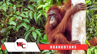 10 Fascinating Facts About Orangutans 🦧 You Didnt Know 🦧 [upl. by Colley]