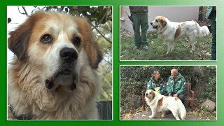 Hundevermittlung  OktoberNovember 2018 Tierheim Hannover TV [upl. by Sapphera596]