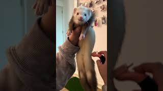 5 Things These Ferrets Are Obsessed With  The Dodo thedodoanimals dodoanimals [upl. by Aiksa134]