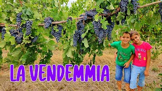 🍇🍷 LA VENDEMMIA dalla Raccolta delluva alla Vinificazione  Az Corte Beneficio Coccanile Fe [upl. by Benildas266]