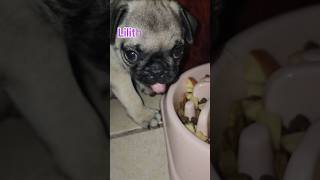 Lilith la glotona baby comida hambre tiktoker hungry dogtiktoker puppies pug hunger [upl. by Agosto]