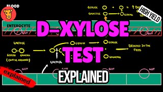 DXYLOSE TEST Explained [upl. by Malamut]