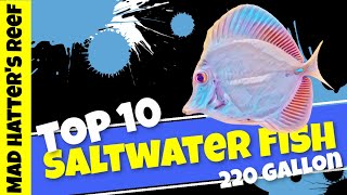 Top 10 Saltwater Fish for a 220 gallon aquarium [upl. by Virginie]