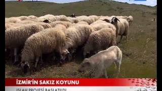 SAKIZ KOYUNU SEFERİHİSARDA ISLAH EDİLİYOR [upl. by Mylor812]