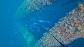 Spearfishing Texas OFFSHORE OIL RIGS with a POLESPEAR for Snapper  Rod n Reel Jigging for Cobia [upl. by Berky479]