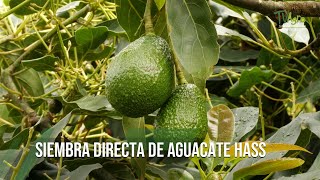 Siembra directa de AGUACATE HASS  TvAgro por Juan Gonzalo Angel Restrepo [upl. by Magulac]